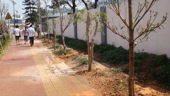 廣東園林綠化工程 從勤盛花木場(chǎng)看行業(yè)優(yōu)勢(shì)與機(jī)遇