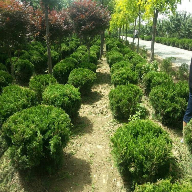 萬青園林 專業(yè)龍柏苗木基地，為綠化工程注入常青活力